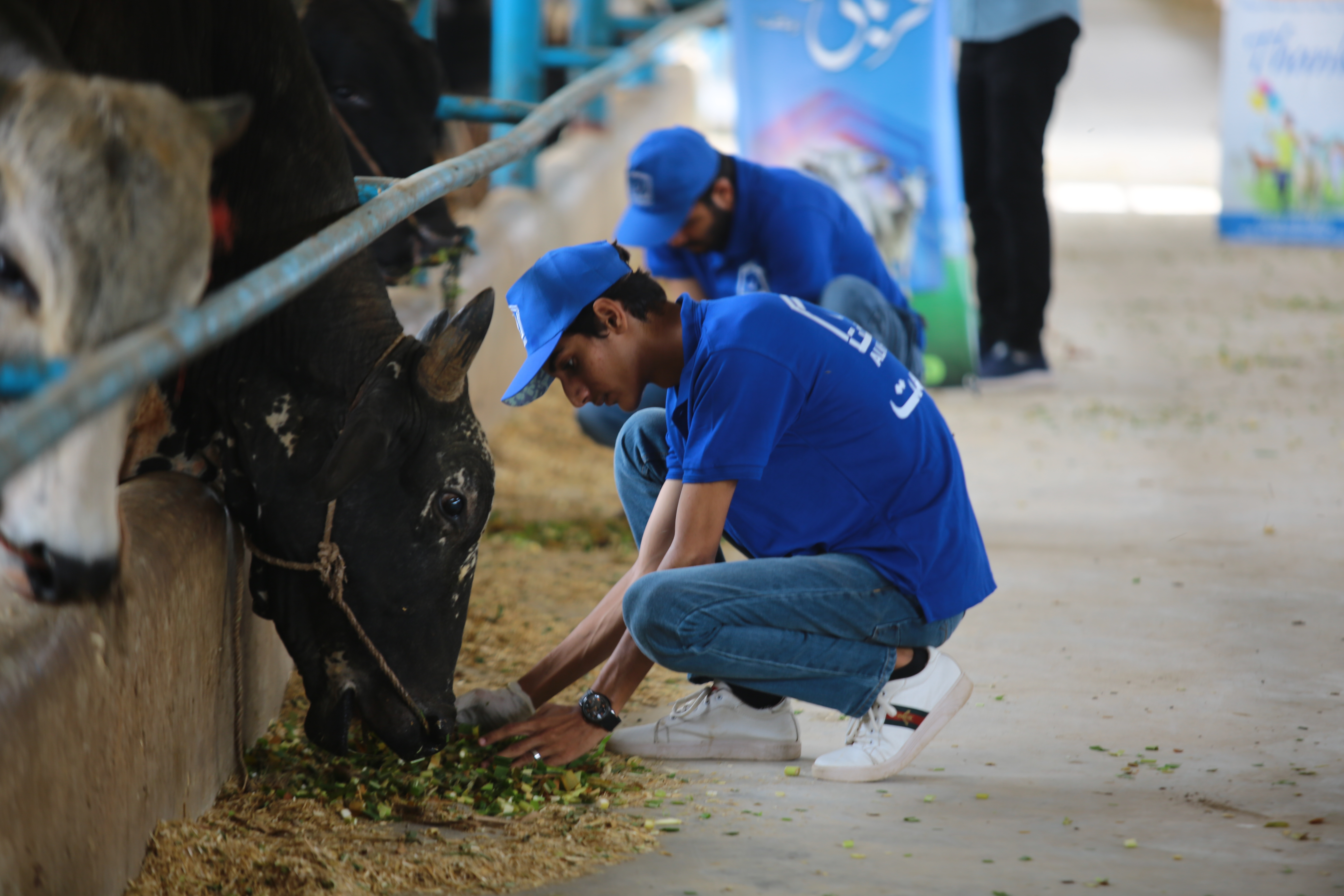 Qurbani support activity 1